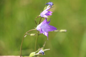 zm.IMG_3119