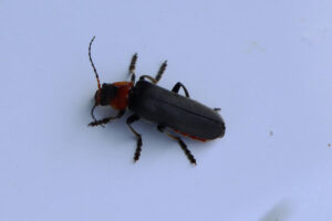 zm.IMG_3146