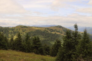 zm.IMG_3705