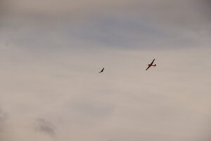 zm.IMG_3747