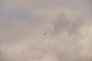 zm.IMG_3761