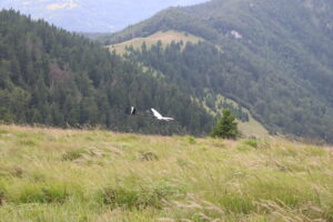 zm.IMG_3817