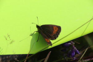 zm.IMG_3851