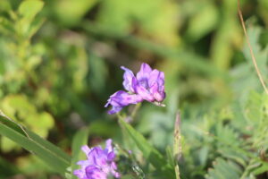 zm.IMG_3853