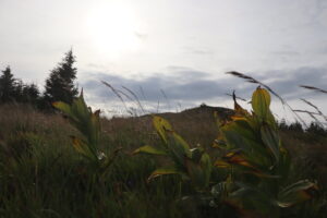 zm.IMG_3981
