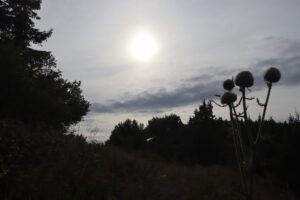 zm.IMG_3986