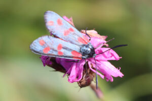zm.IMG_3998