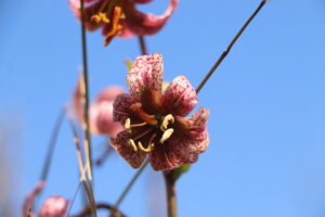 zm.IMG_4001