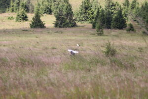 zm.IMG_4028