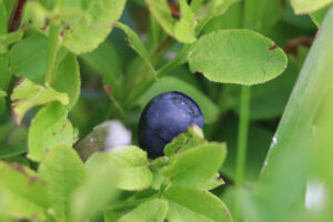 zm.IMG_4069
