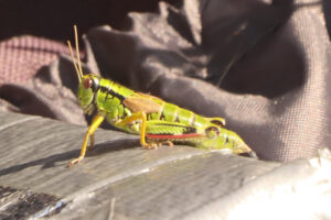 zm.IMG_4125