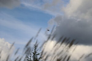 zm.IMG_4173