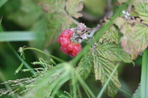 zm.IMG_4257