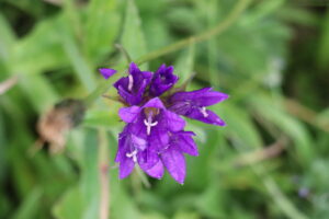 zm.IMG_4258