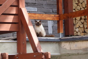 zm.IMG_4268