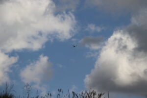 zm.IMG_4332