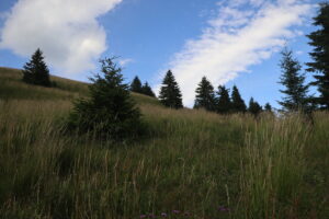 zm.IMG_4405