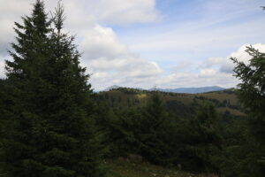 zm.IMG_4421