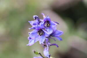 zm.IMG_4555