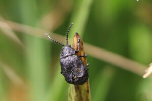 zm.IMG_4567