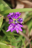 zm.IMG_4577