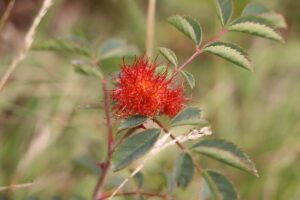 zm.IMG_4578