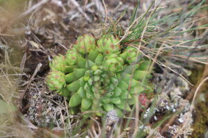 zm.IMG_4670