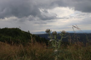 zm.IMG_4765