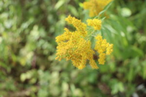 zm.IMG_4962