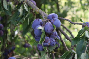 zm.IMG_4971