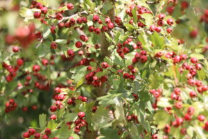 zm.IMG_4973