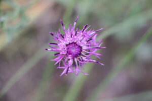 zm.IMG_4978