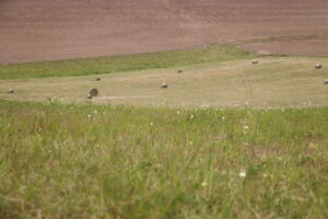 zm.IMG_4985