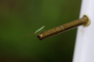 zm.IMG_5176
