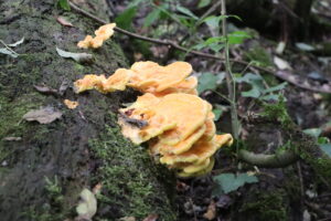 zm.IMG_5559