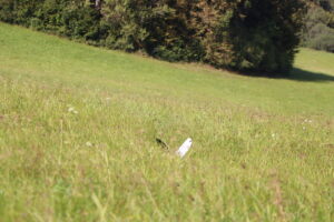 zm.IMG_5611