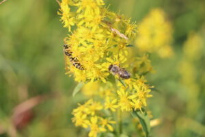 zm.IMG_5623