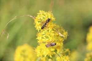 zm.IMG_5629