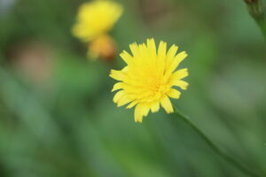 zm.IMG_5660