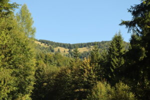 zm.IMG_6441