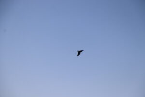 zm.IMG_6458