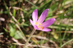 zm.IMG_6467