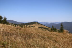 zm.IMG_6482