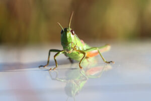 zm.IMG_6637