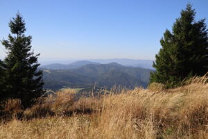 zm.IMG_6665