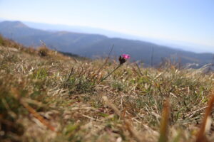 zm.IMG_6679