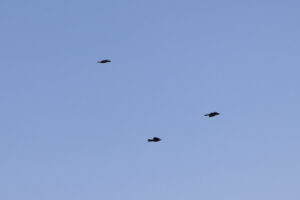 zm.IMG_6723