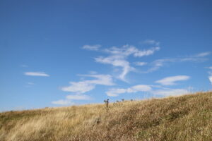 zm.IMG_6761