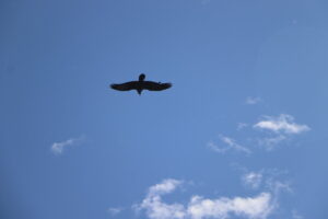 zm.IMG_6776