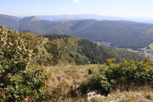 zm.IMG_6798